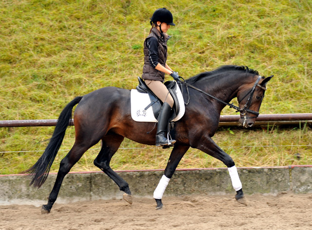 3jhriger Wallach von 3jhriger Wallach von Summertime u.d. Beloved v. Kostolany - Foto: Beate Langels - Trakehner Gestt Hmelschenburg