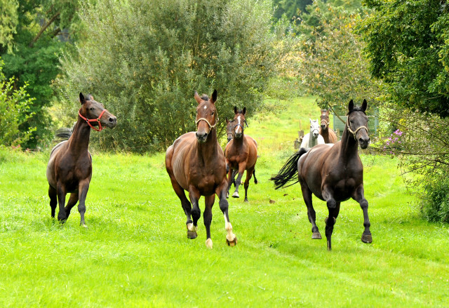 Unsere jungen Reitpferde genieen den Urlaub auf der Koppel - Foto Beate Langels