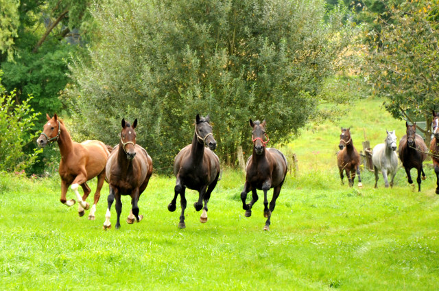 Unsere jungen Reitpferde genieen den Urlaub auf der Koppel - Foto Beate Langels