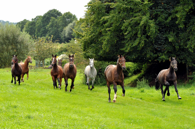 Unsere jungen Reitpferde genieen den Urlaub auf der Koppel - Foto Beate Langels