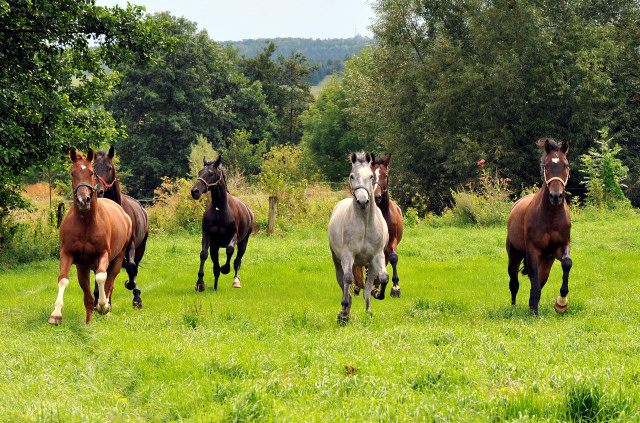 Unsere jungen Reitpferde genieen den Urlaub auf der Koppel - Foto Beate Langels