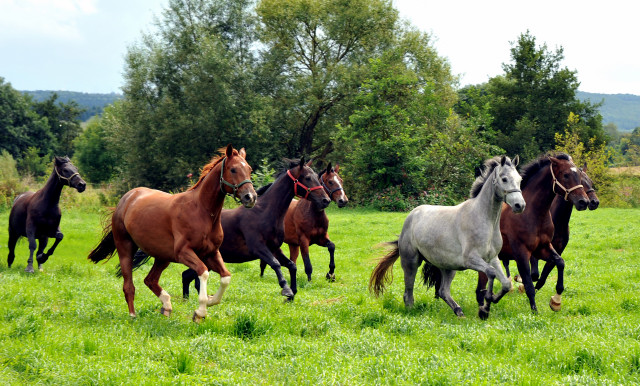 Unsere jungen Reitpferde genieen den Urlaub auf der Koppel - Foto Beate Langels