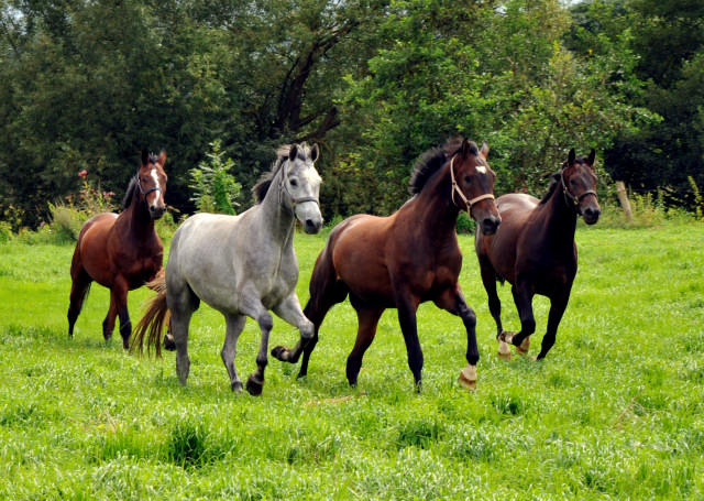 Unsere jungen Reitpferde genieen den Urlaub auf der  Koppel - Foto Beate Langels