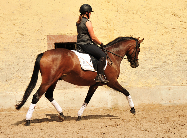 3jhrige Stute Schwalbenaura v. Kacyo u.d. Schwalbensage v. Grand Corazon - 
Trakehner Gestt Hmelschenburg - Foto: Beate Langels