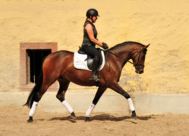 3jhrige Stute Schwalbenaura v. Kacyo u.d. Schwalbensage v. Grand Corazon - 
Trakehner Gestt Hmelschenburg - Foto: Beate Langels