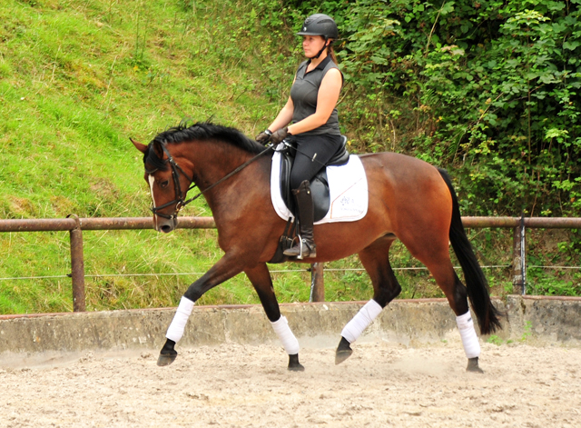 3jhrige Stute Schwalbenaura v. Kacyo u.d. Schwalbensage v. Grand Corazon - 
Trakehner Gestt Hmelschenburg - Foto: Beate Langels