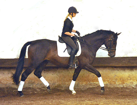 Trakehner von Meraldik u.d. Schwalbenflair v. Exclusiv