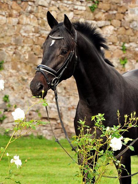 2jhriger Hengst von Saint Cyr u.d. Elitestute Hanna v. Summertime - Gestt Hmelschenburg - Foto: Beate Langels - 
Trakehner Gestt Hmelschenburg