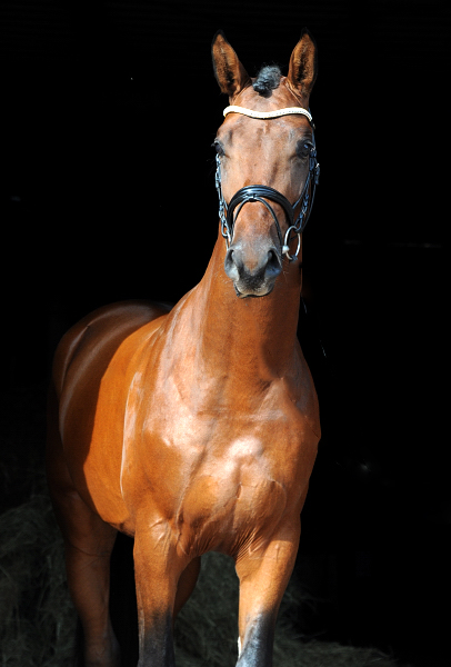 Hengst von High Motion x Imperio - Trakehner Gestt Hmelschenburg - Foto: Beate Langels - 
Trakehner Gestt Hmelschenburg