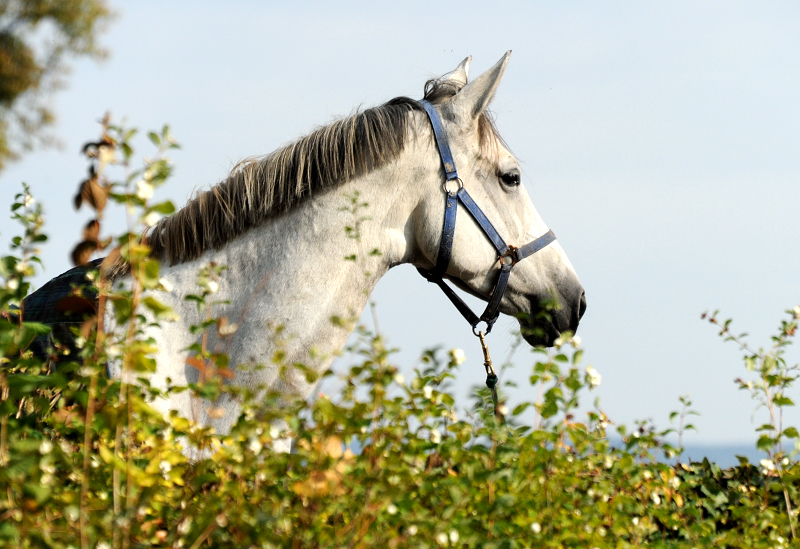 TeaCup v. Exclusiv x Summertime - Trakehner Gestt Hmelschenburg - Foto: Beate Langels