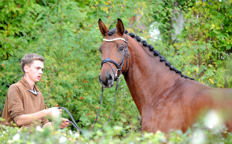 Saltazio - 2jhriger Hengst v. High Motion x Imperio - Trakehner Gestt Hmelschenburg - Foto: Beate Langels