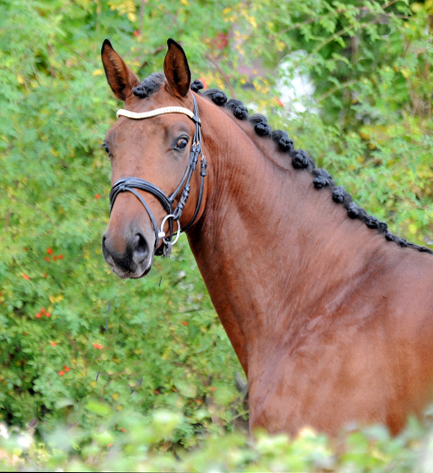 Impressionen vom Oktober 2022 - Trakehner Gestt Hmelschenburg  - Foto: Beate Langels