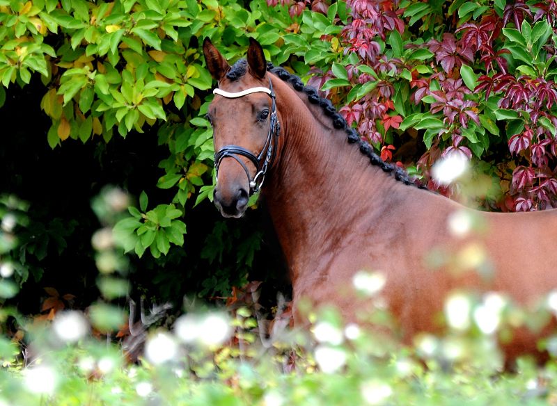 Hengst von High Motion x Imperio - Trakehner Gestt Hmelschenburg - Foto: Beate Langels - 
Trakehner Gestt Hmelschenburg