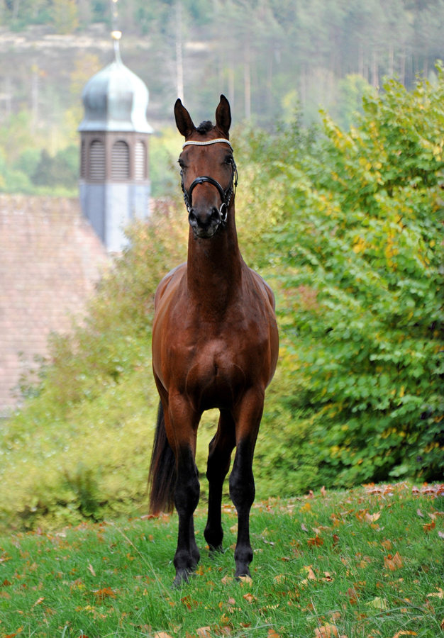 Hengst von High Motion x Imperio - Trakehner Gestt Hmelschenburg - Foto: Beate Langels - 
Trakehner Gestt Hmelschenburg