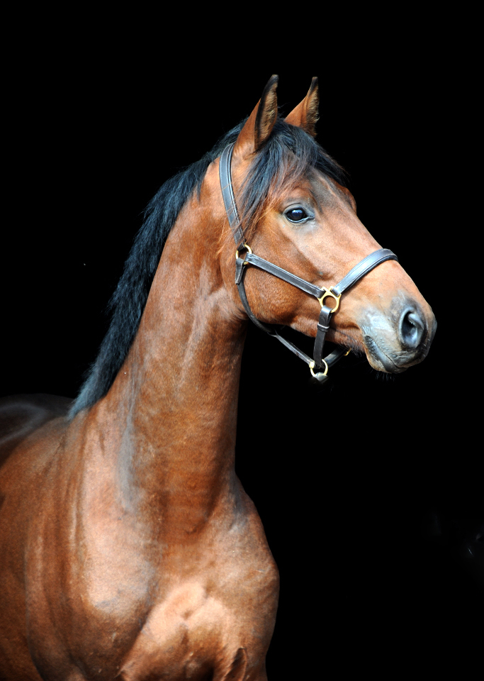 Trakehner Wallach von Imperio u.d. Schwalbensage v. Grand Corazn
 - Trakehner Gestt Hmelschenburg - Beate Langels