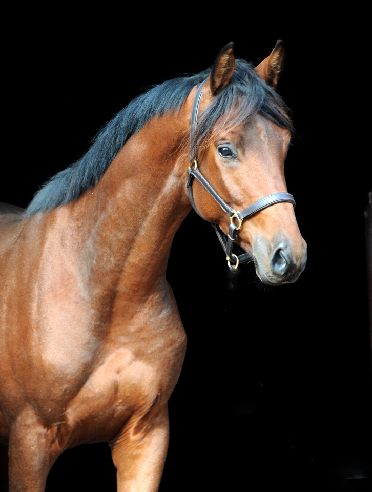 Trakehner Wallach von Imperio u.d. Schwalbensage v. Grand Corazn
 - Trakehner Gestt Hmelschenburg - Beate Langels