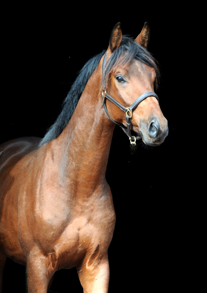 Scavi - Trakehner Wallach von Imperio u.d. Schwalbensage v. Grand Corazn
 - Trakehner Gestt Hmelschenburg - Beate Langels