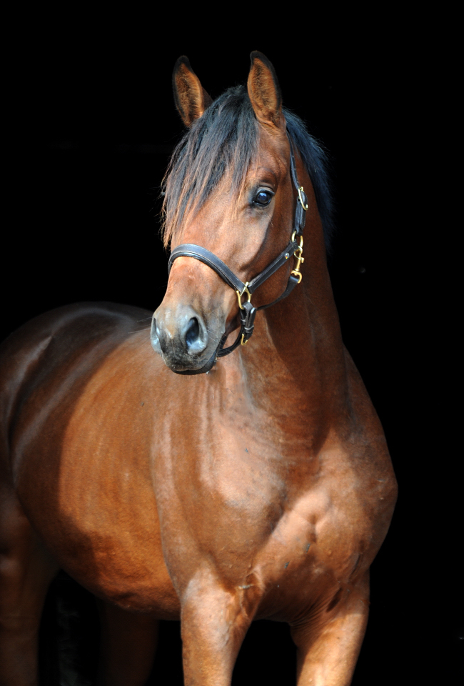 Trakehner Wallach von Imperio u.d. Schwalbensage v. Grand Corazn
 - Trakehner Gestt Hmelschenburg - Beate Langels