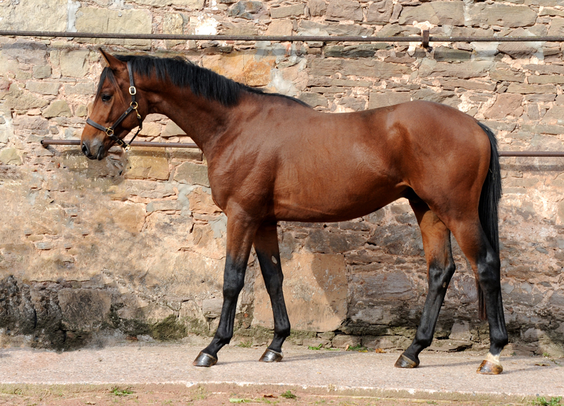 2jhriger Wallach v. Imperio u.d. Schwalbensage v. Grand Corazon - Trakehner Gestt Hmelschenburg - Foto: Beate Langels