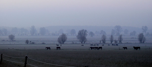 Fototermin in Schplitz  - Foto: Beate Langels - Trakehner Gestt Hmelschenburg