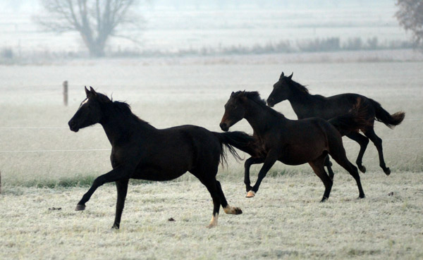 Jhrlingsstuten - in der Mitte: Karmencita v. Insterburg u.d. Karena v. Freudenfest - Fototermin in Schplitz  - Foto: Beate Langels - Trakehner Gestt Hmelschenburg