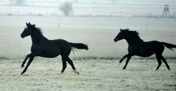 Jhrlingsstuten - Fototermin in Schplitz - hinten: Karmencita v. Insterburg u.d. Karena v. Freudenfest - - Foto: Beate Langels - Trakehner Gestt Hmelschenburg