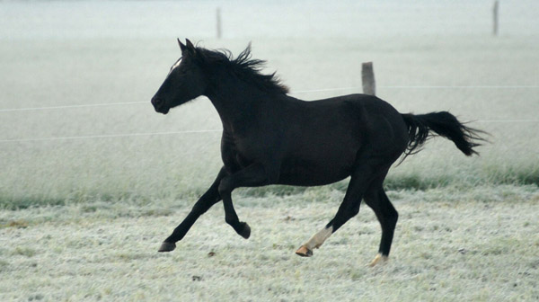 Jhrlingsstuten - Fototermin in Schplitz  - Foto: Beate Langels - Trakehner Gestt Hmelschenburg