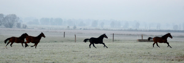 Jhrlingsstuten - Fototermin in Schplitz  - Foto: Beate Langels - Trakehner Gestt Hmelschenburg