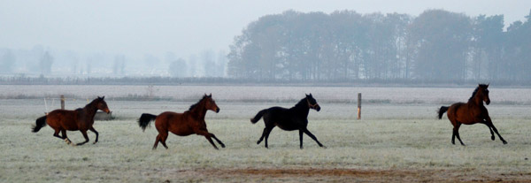 Jhrlingsstuten - Fototermin in Schplitz  - Foto: Beate Langels - Trakehner Gestt Hmelschenburg