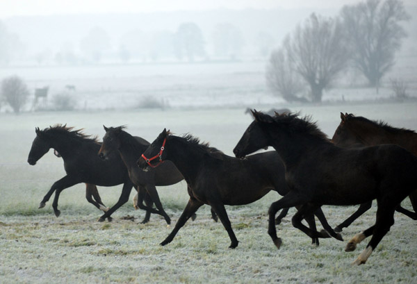 Jhrlingsstuten - Fototermin in Schplitz  - Foto: Beate Langels - Trakehner Gestt Hmelschenburg