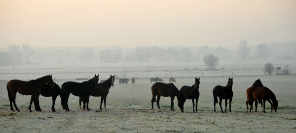 Jhrlingsstuten - Fototermin in Schplitz  - Foto: Beate Langels - Trakehner Gestt Hmelschenburg