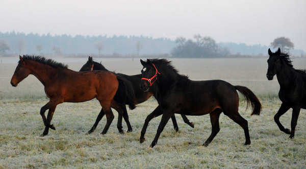 Jhrlingsstuten - Fototermin in Schplitz  - Foto: Beate Langels - Trakehner Gestt Hmelschenburg