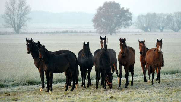 Jhrlingsstuten - Fototermin in Schplitz  - Foto: Beate Langels - Trakehner Gestt Hmelschenburg