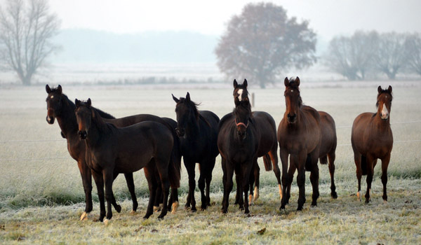 Jhrlingsstuten - Fototermin in Schplitz  - Foto: Beate Langels - Trakehner Gestt Hmelschenburg