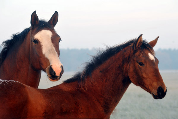 Prmienstute Gracia Patricia mit Tochter von Syriano - Fototermin in Schplitz  - Foto: Beate Langels - Trakehner Gestt Hmelschenburg