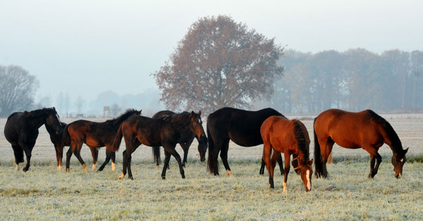 Stuten und Fohlen - vorn Schwalbenfee und Tochter Schwalbenpoesie - Fototermin in Schplitz  - Foto: Beate Langels - Trakehner Gestt Hmelschenburg