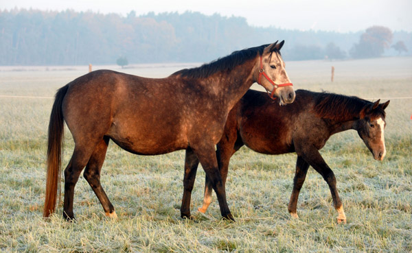 Hengstfohlen von Saint Cyr u.d. Teatime v. Summertime - Fototermin in Schplitz  - Foto: Beate Langels - Trakehner Gestt Hmelschenburg