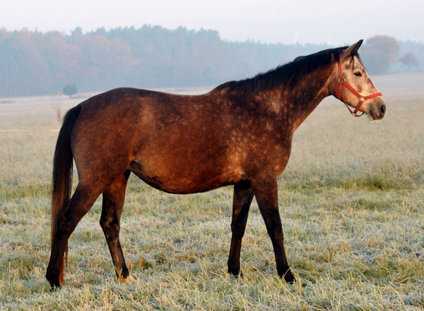 Teatime v. Summertime - Fototermin in Schplitz  - Foto: Beate Langels - Trakehner Gestt Hmelschenburg