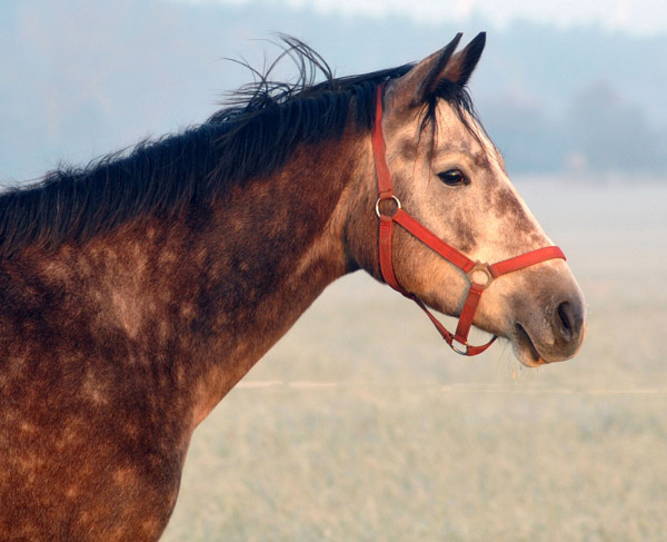 Teatime v. Summertime - Fototermin in Schplitz  - Foto: Beate Langels - Trakehner Gestt Hmelschenburg