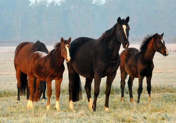 Prmienstute Grace Note - Fototermin in Schplitz  - Foto: Beate Langels - Trakehner Gestt Hmelschenburg