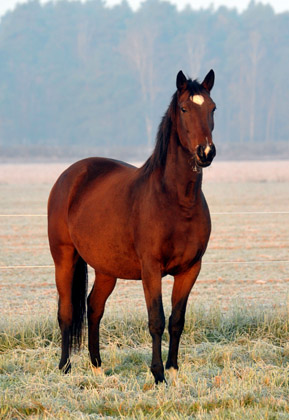 Dejaniera v. Freudenfest - Fototermin in Schplitz  - Foto: Beate Langels - Trakehner Gestt Hmelschenburg