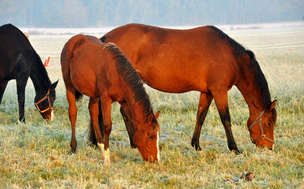 Schwalbenfee mit Tochter Schwalbenpoesie v. Exclusiv - Fototermin in Schplitz  - Foto: Beate Langels - Trakehner Gestt Hmelschenburg