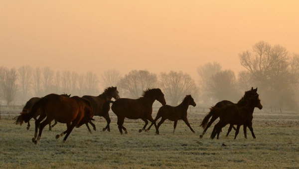 Stuten und Fohlen - Fototermin in Schplitz  - Foto: Beate Langels - Trakehner Gestt Hmelschenburg