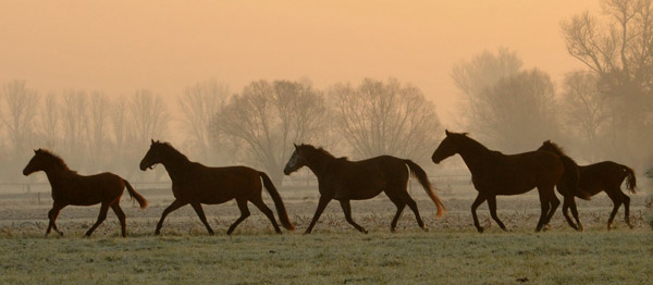 Stuten und Fohlen - 2. von links: Schwalbenfee - Fototermin in Schplitz  - Foto: Beate Langels - Trakehner Gestt Hmelschenburg