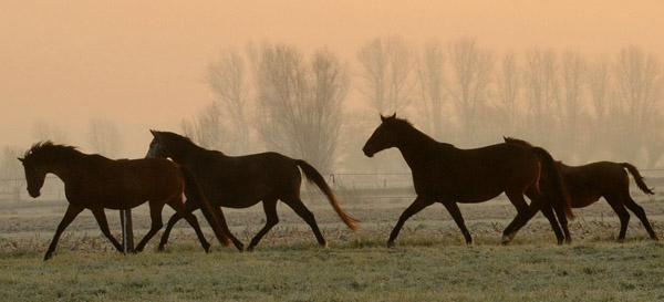 Stuten und Fohlen vorn: Schwalbenfee, Teatime und Dejaniera - Fototermin in Schplitz  - Foto: Beate Langels - Trakehner Gestt Hmelschenburg