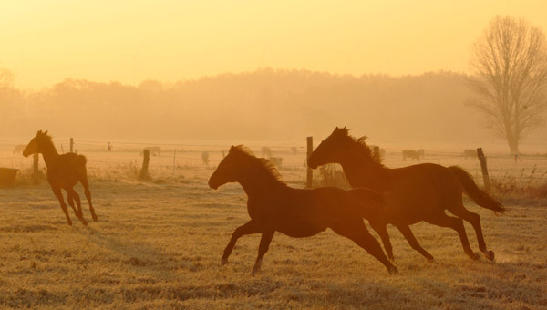 Stuten und Fohlen - Fototermin in Schplitz  - Foto: Beate Langels - Trakehner Gestt Hmelschenburg