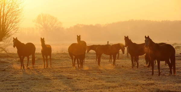 Stuten und Fohlen - rechts Teatime - Fototermin in Schplitz  - Foto: Beate Langels - Trakehner Gestt Hmelschenburg