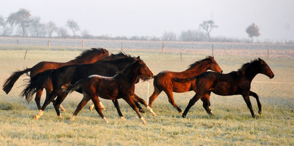 Stuten und Fohlen - Fototermin in Schplitz  - Foto: Beate Langels - Trakehner Gestt Hmelschenburg