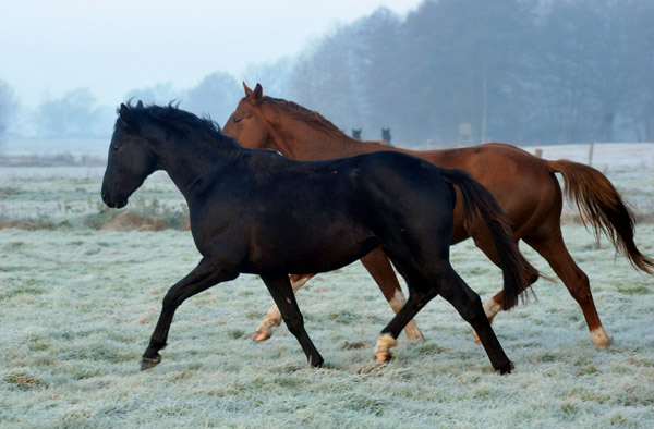  2jhriger Hengst Nachtstern von Exclusiv x Tambour - Foto: Beate Langels - Trakehner Gestt Hmelschenburg