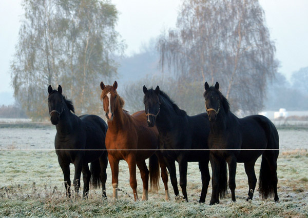  2jhrige Hengste - Foto: Beate Langels - Trakehner Gestt Hmelschenburg